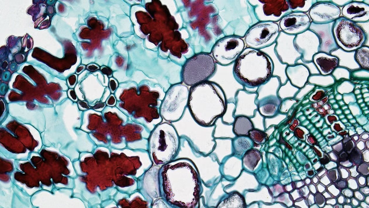 Biofield Cellular Communication: How Your Cells Talk to Each Other